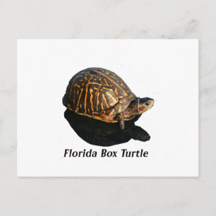 Florida Box schildpad Foto met tekst Briefkaart