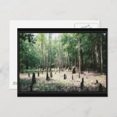 Florida Briefkaart (Voorkant / Achterkant)