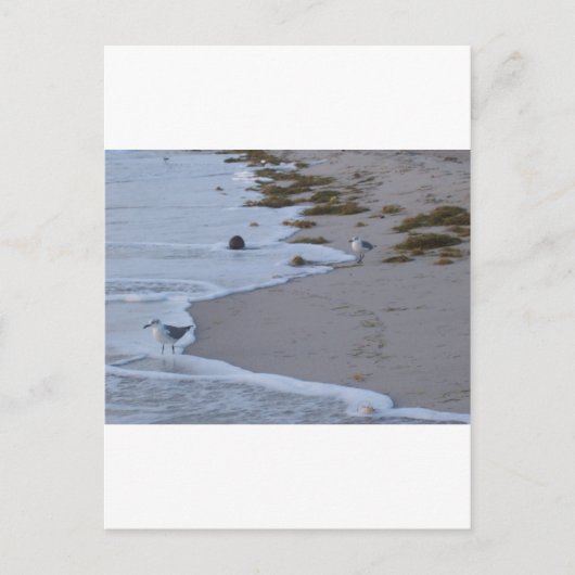 Florida Briefkaart (Voorkant)