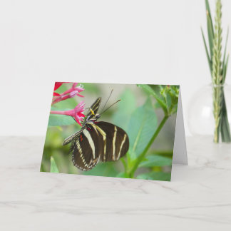 "Florida Butterfly on Red Pentas."Wenskaart Kaart