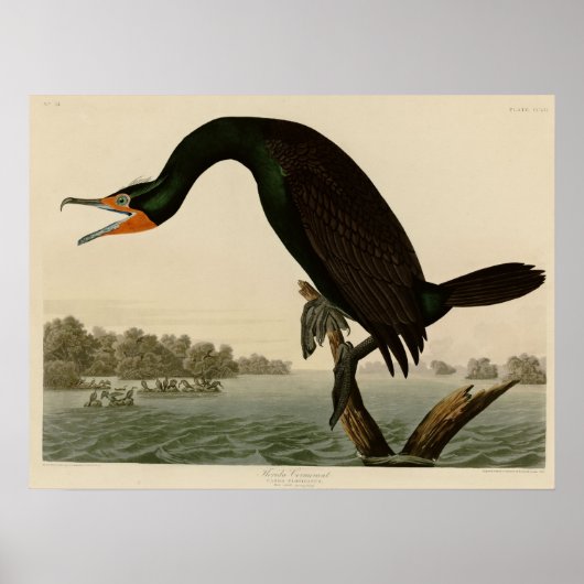 Florida Cormorant Poster (Voorkant)