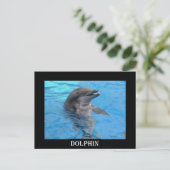 Florida Dolphin Briefkaart (Staand voorkant)