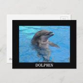 Florida Dolphin Briefkaart (Voorkant / Achterkant)