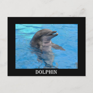 Florida Dolphin Briefkaart