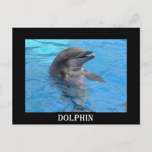 Florida Dolphin Briefkaart (Voorkant)
