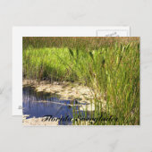 Florida Everglades Briefkaart (Voorkant / Achterkant)