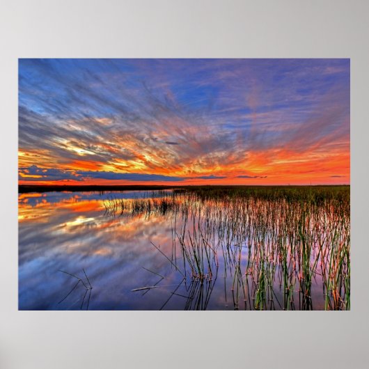 Florida Everglades Poster (Voorkant)