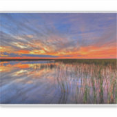 Florida Everglades Sticker (Voorkant)