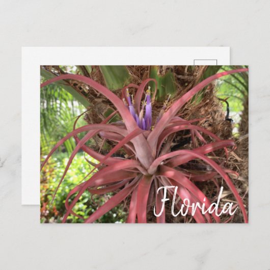Florida Exotic Flowering Air Plant Briefkaart (Voorkant / Achterkant)
