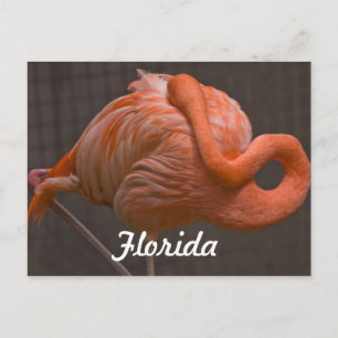 Florida Flamingo Briefkaart