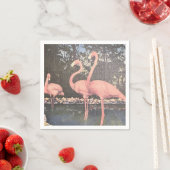 Florida  Flamingoes Servet (Insitu)