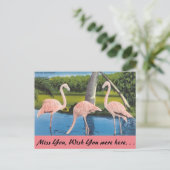 Florida, Flamingo's Briefkaart (Staand voorkant)
