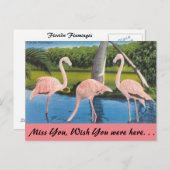 Florida, Flamingo's Briefkaart (Voorkant / Achterkant)