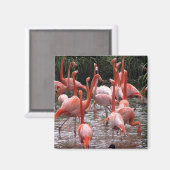 Florida Flamingos Magneet (Voorkant / Achterkant)