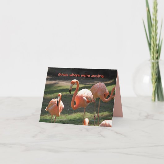 FLORIDA FLAMINGOS MODCARD BEDANKKAART (Voorkant)