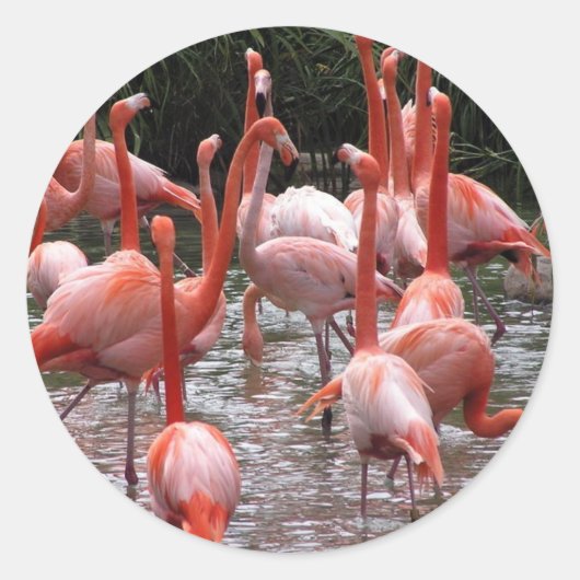 Florida Flamingos Ronde Sticker (Voorkant)
