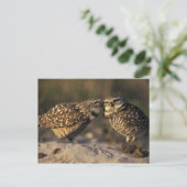 Florida, Fort Myers. Bindende boompenkoppels Briefkaart (Staand voorkant)