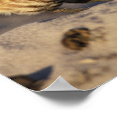 Florida, Fort Myers. Bindende boompenkoppels Poster (Hoek)