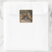 Florida, Fort Myers. Bindende boompenkoppels Vierkante Sticker (Tas)