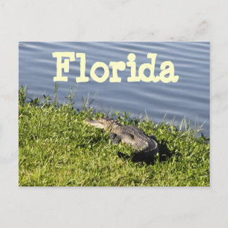 Florida Gator Briefkaart