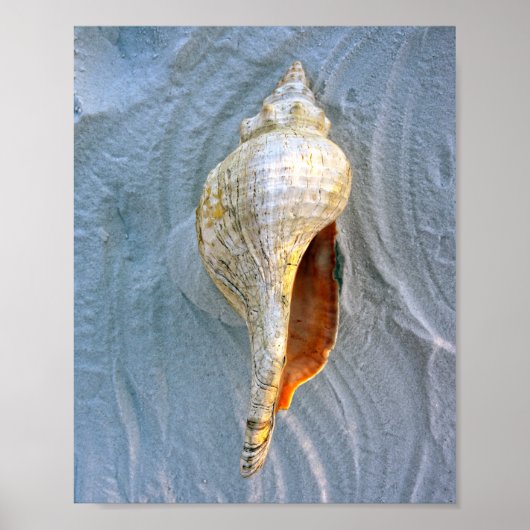 Florida Horse Conch Poster (Voorkant)