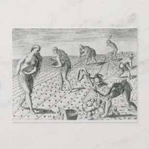 Florida Indiërs planten maïs Briefkaart