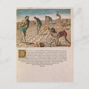 Florida Indiërs planten maïs Briefkaart