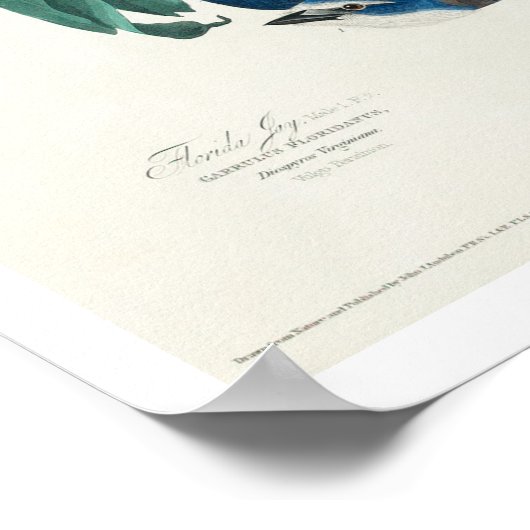 Florida Jay par Audubon Poster (Coin)