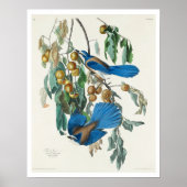 Florida Jay par Audubon Poster (Devant)