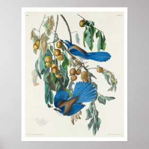 Florida Jay par Audubon Poster