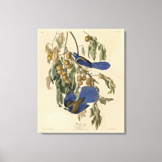 Florida Jay (Scrub-Jay) Audubon's vogels in Amerik Canvas Afdruk (Voorkant)