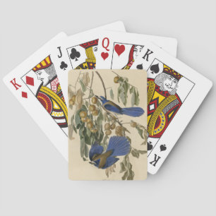 Florida Jay (Scrub-Jay) Audubon's vogels in Amerik Pokerkaarten