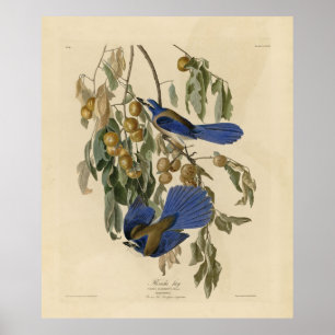 Florida Jay (Scrub-Jay) Audubon's vogels in Amerik Poster