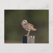 Florida Kerkuil Paar Natuurfotografie