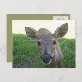 Florida Key Deer Briefkaart (Voorkant / Achterkant)