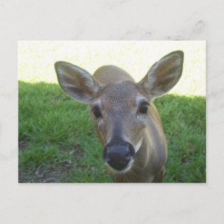 Florida Key Deer Briefkaart
