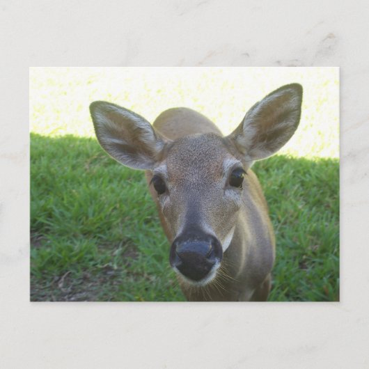 Florida Key Deer Briefkaart (Voorkant)
