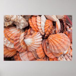 Florida Keys, Key West, schelpen Poster