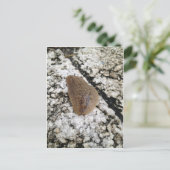 Florida Leatherleaf Slug Briefkaart (Staand voorkant)