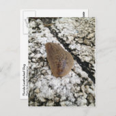Florida Leatherleaf Slug Briefkaart (Voorkant / Achterkant)