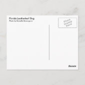 Florida Leatherleaf Slug Briefkaart (Achterkant)