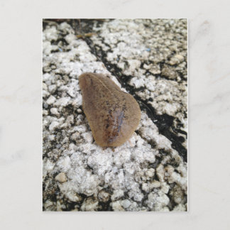 Florida Leatherleaf Slug Briefkaart