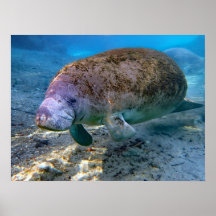 Florida Manatee bij de Crystal River FL