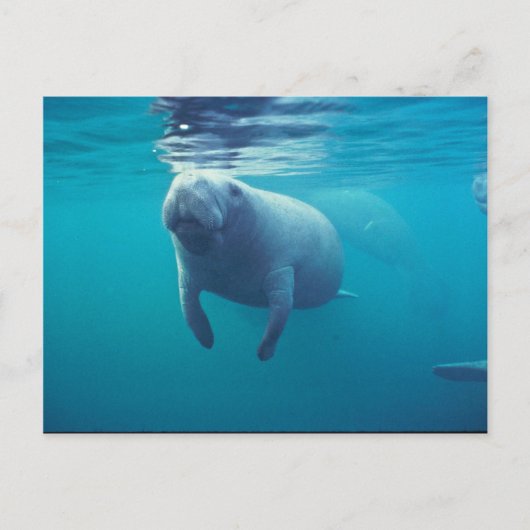 Florida Manatee Briefkaart (Voorkant)