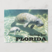 Florida Manatee en Baby Briefkaart (Voorkant)