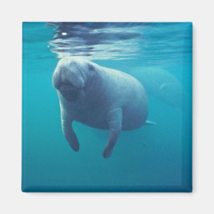 Florida Manatee Magneet