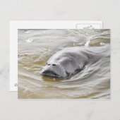 Florida Manatee Ormond Beach Briefkaart (Voorkant / Achterkant)