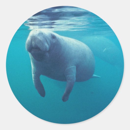 Florida Manatee Ronde Sticker (Voorkant)