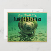 Florida Manatees Briefkaart (Voorkant / Achterkant)
