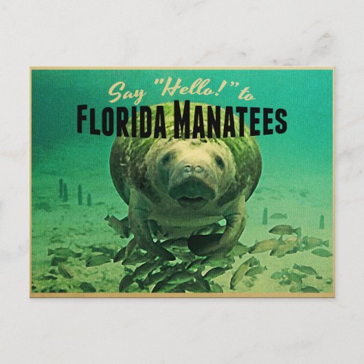 Florida Manatees Briefkaart (Voorkant)